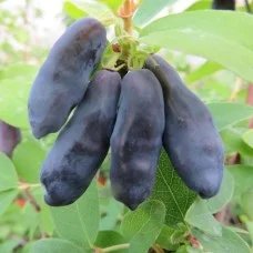 Söödav kuslapuu BLUE BANANA